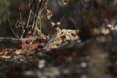 Aspidoscelis hyperythrus