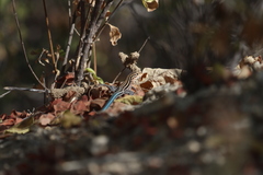 Aspidoscelis hyperythrus