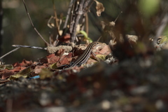 Aspidoscelis hyperythrus