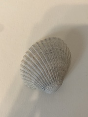 Lunarca