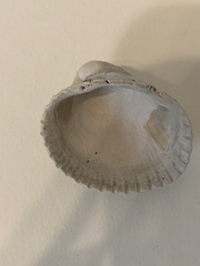 Lunarca