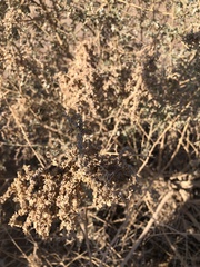 Atriplex polycarpa