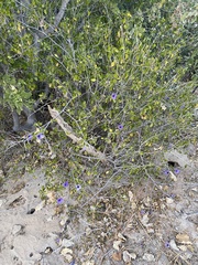 Ruellia californica