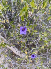 Ruellia californica