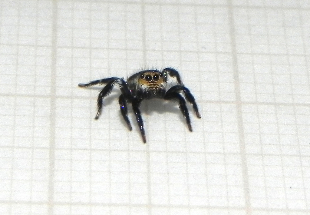 Corythalia parva