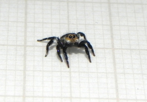 Corythalia parva