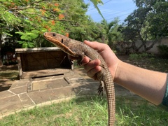 Broadleysaurus major