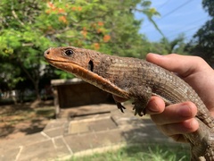 Broadleysaurus major