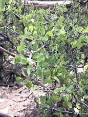 Amelanchier utahensis