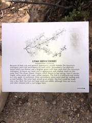 Amelanchier utahensis