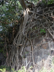 Ficus benghalensis