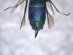Chrysis ignita