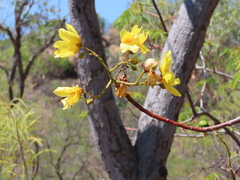 Cochlospermum gillivraei