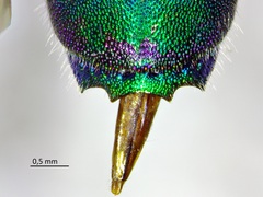 Chrysis ignita