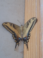 Heraclides andraemon