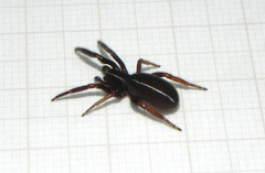 Ariadna
