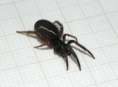 Ariadna