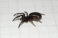 Ariadna