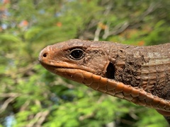 Broadleysaurus major