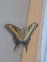 Heraclides andraemon