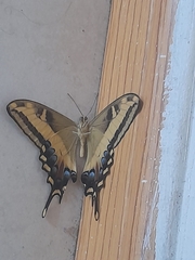 Heraclides andraemon