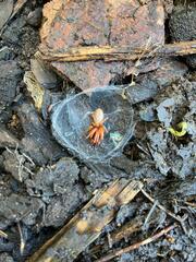 Dysdera crocata