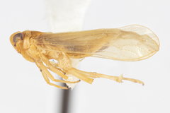 Tagosodes orizicolus