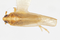 Tagosodes orizicolus