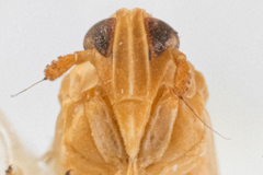 Tagosodes orizicolus