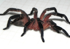 Dolichothele rufoniger