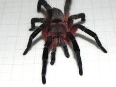 Dolichothele rufoniger