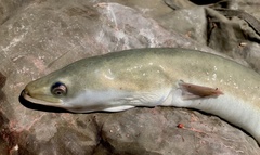 Anguilla anguilla