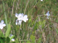 Dianthus zeyheri