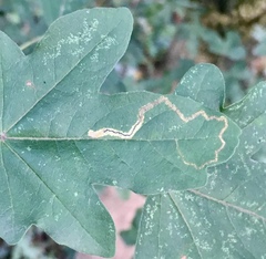 Stigmella aceris