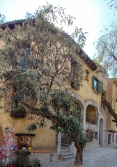 Buddleja cordata cordata