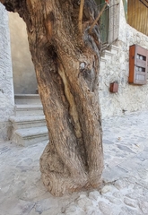 Buddleja cordata cordata