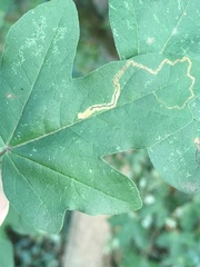 Stigmella aceris
