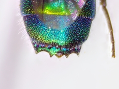 Chrysis ignita