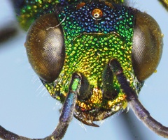 Chrysis ignita