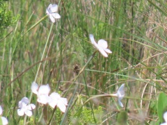 Dianthus zeyheri