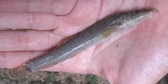Barbatula barbatula