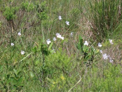 Dianthus zeyheri