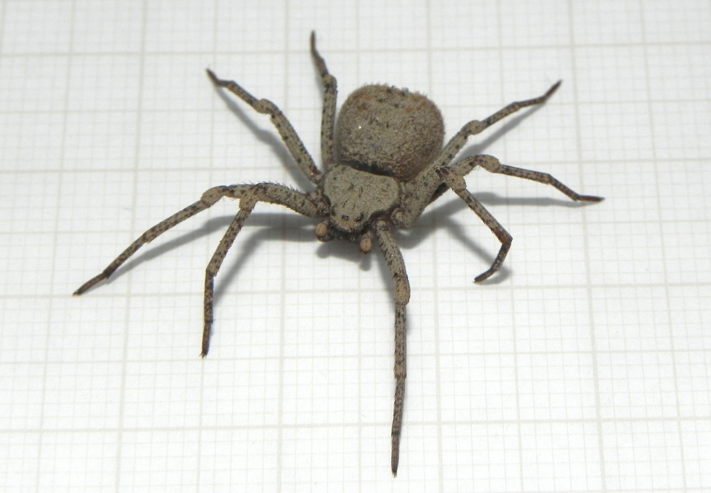 Sicarius cariri