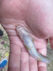 Barbatula barbatula