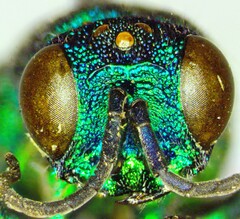 Chrysis ignita