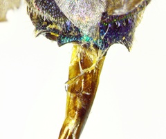 Chrysis ignita