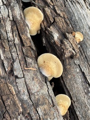 Crepidotaceae