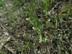 Androsace filiformis