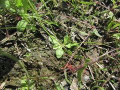 Androsace filiformis
