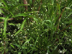 Androsace filiformis